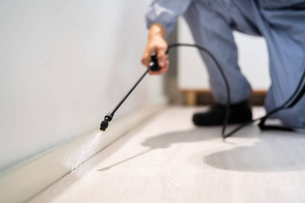 Licensed Ant Control service in Rock Hill, MO - Nex Pest Control
